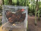Trio wyandotte krielen, Dieren en Toebehoren, Pluimvee