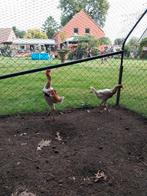 Engelse vechthoenders, Dieren en Toebehoren, Pluimvee