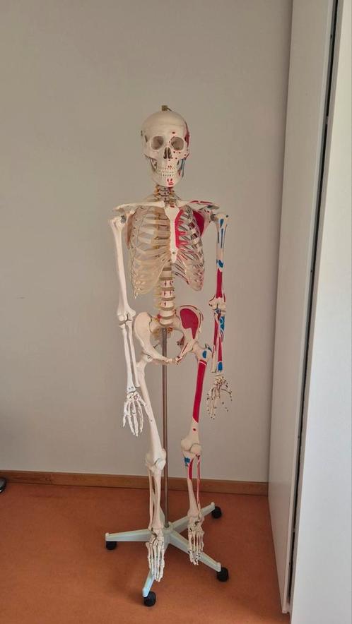 Gedetailleerd skelet, Diversen, Overige Diversen, Zo goed als nieuw, Ophalen