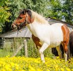 Shetland pony : bruinbonte hengst en zwartbonte merrie, Dieren en Toebehoren, Z, Gechipt, 0 tot 2 jaar, Hengst