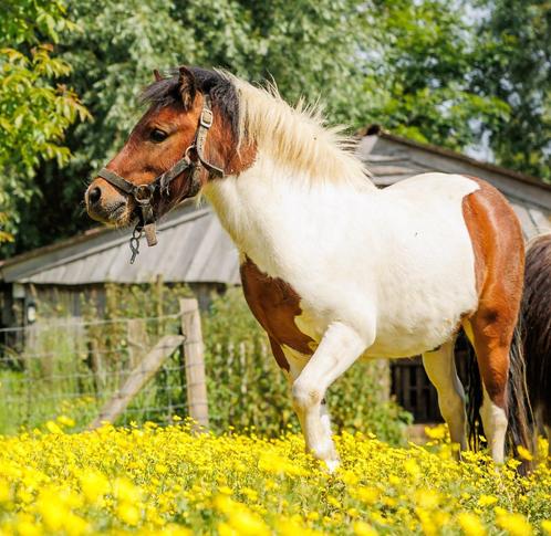 Shetland pony : bruinbonte hengst en zwartbonte merrie, Dieren en Toebehoren, Pony's, Hengst, Z, A pony (tot 1.17m), Recreatiepony