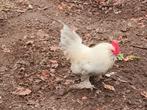 GRATIS 2 HAANTJES, Animaux & Accessoires, Volatiles, Mâle, Poule ou poulet