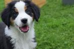 Australische herder kruising Berner Sennen pups, Dieren en Toebehoren, België, 8 tot 15 weken, Meerdere, Meerdere dieren