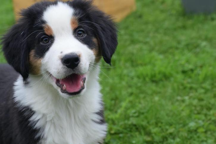 Australische herder kruising Berner Sennen pups, Dieren en Toebehoren, Honden | Niet-rashonden, Middel, Meerdere dieren, Fokker | Professioneel