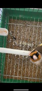 Chardonnert parva Algerie 3ans, Dieren en Toebehoren