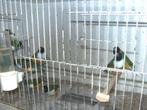 gouldamandine, Dieren en Toebehoren, Meerdere dieren, Tropenvogel, Geringd