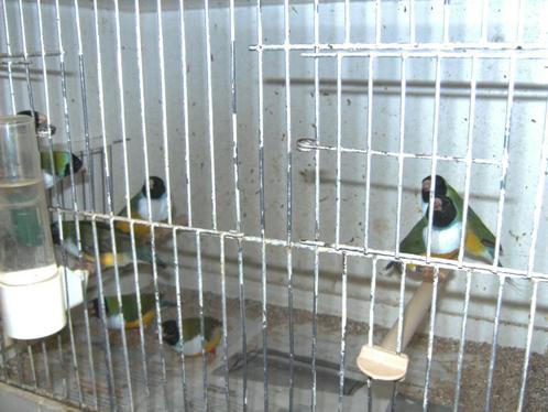 gouldamandine, Dieren en Toebehoren, Vogels | Overige Vogels, Tropenvogel, Meerdere dieren, Geringd