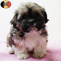 Adorables chiots Shih Tzu au regard attendrissant à vendre, Animaux & Accessoires, Chiens | Chihuahuas & Chiens de compagnie, Plusieurs animaux