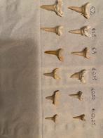 Mooie zeer oude haaientanden, Verzamelen, Ophalen of Verzenden, Gebruikt