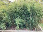 Fargesia, Tuin en Terras, Ophalen, Bloeit niet, Vaste plant, Overige soorten