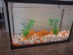 Aquarium met 2 goudvisjes, Dieren en Toebehoren