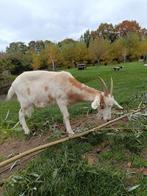 Geit, Dieren en Toebehoren, Schapen, Geiten en Varkens, Vrouwelijk, Geit
