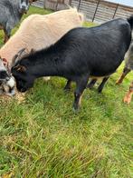 Dwerggeit black and tan mieke, Dieren en Toebehoren, Schapen, Geiten en Varkens, Vrouwelijk, Geit, 0 tot 2 jaar