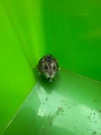 Dwerghamster, Dieren en Toebehoren, Knaagdieren, Hamster, Mannelijk, Juli, Tam