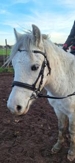 Super brave pony te koop, Dieren en Toebehoren, Gechipt, B, Ruin, 3 tot 6 jaar