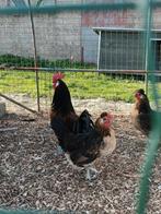Broedeieren brabants hoen ( legkip ), Geslacht onbekend, Kip