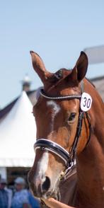 9j Dressuurmerrie, Dieren en Toebehoren, Paarden, Merrie, Gechipt, Dressuurpaard, 170 tot 175 cm