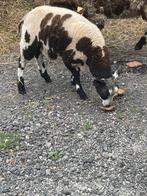 2baggerbonte ooilammeren te koop3.5maanden, Dieren en Toebehoren, Schapen, Geiten en Varkens, Vrouwelijk, Schaap, 0 tot 2 jaar