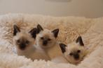 Siamese thai kittens met stamboom, Dieren en Toebehoren, Katten en Kittens | Raskatten | Korthaar, Kater, Gechipt, 0 tot 2 jaar