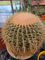grusonii cactus (schoonmoedersstoel), Ophalen