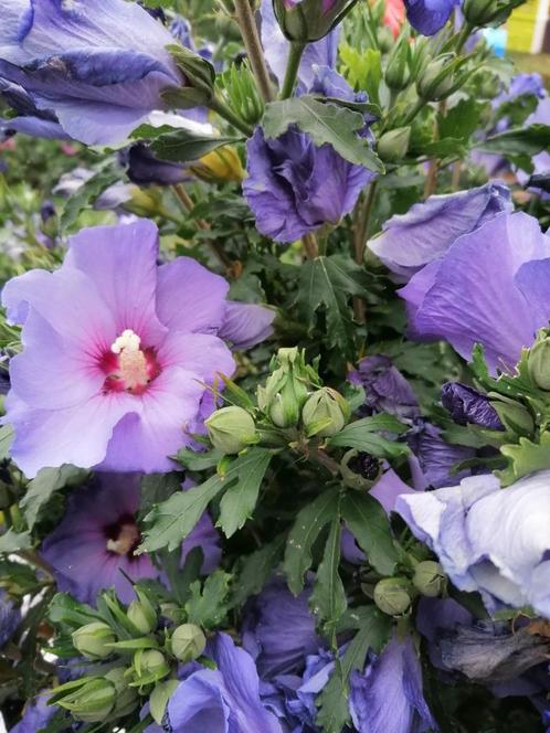 Hibiscus of altheastruik (Chinese Roos), Tuin en Terras, Planten | Tuinplanten, Vaste plant, Overige soorten, Halfschaduw, Zomer