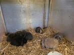 Hangoren, Dieren en Toebehoren, Konijnen