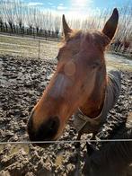 Hengsten veulen Pablo te koop, Dieren en Toebehoren, Gechipt, Niet van toepassing, 0 tot 2 jaar, Hengst