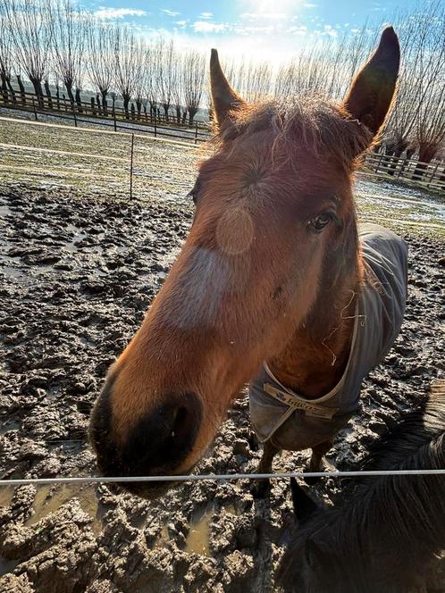 Hengsten veulen Pablo te koop, Dieren en Toebehoren, Paarden, Hengst, Niet van toepassing, 160 tot 165 cm, 0 tot 2 jaar, Recreatiepaard