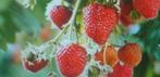 Framboos, Tuin en Terras, Planten | Struiken en Hagen, Ophalen of Verzenden