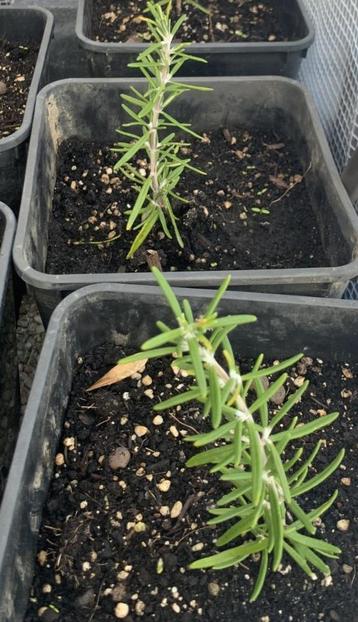Rosmarinus Officinalis - ‘Dwerg Rozemarijn’ beschikbaar voor biedingen