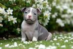 PRACHTIGE AMERICAN BULLY PUPS, Dieren en Toebehoren, België, Overige rassen, 8 tot 15 weken, CDV (hondenziekte)