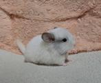 Chinchilla baby bokje: White mozaïek rpac (te reserveren), Dieren en Toebehoren, Knaagdieren, Chinchilla, Mannelijk, Tam, Oktober