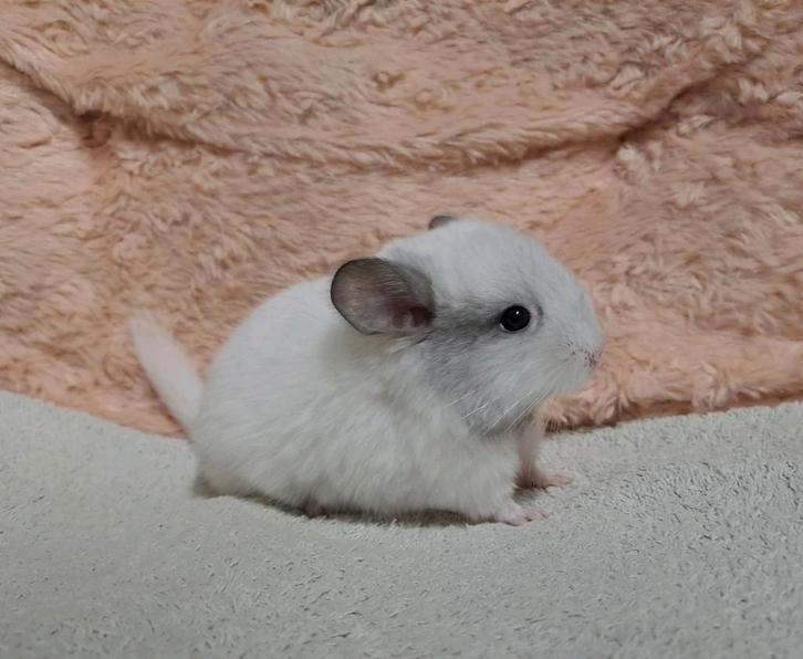 Chinchilla baby bokje: White mozaïek rpac (te reserveren), Dieren en Toebehoren, Knaagdieren, Mannelijk, Chinchilla, Oktober, Tam