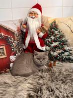 Brots korthaar kittens, Animaux & Accessoires, Avec puce électronique