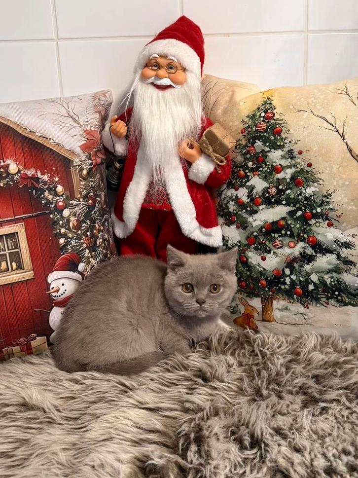 Brots korthaar kittens, Dieren en Toebehoren, Katten en Kittens | Raskatten | Korthaar, Gechipt