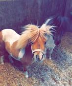 Te koop mini pony’s, Dieren en Toebehoren, Pony's, Merrie