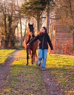 recreatie ruin, Dieren en Toebehoren, Ruin, Zadelmak, 11 jaar of ouder, Recreatiepony