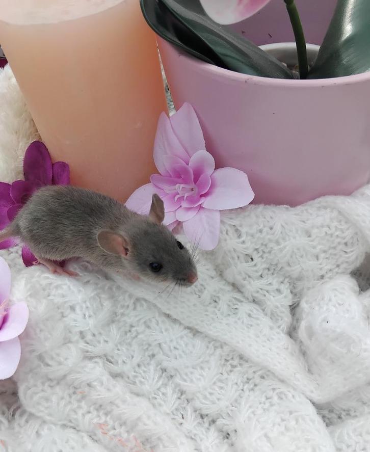 Dwergratjes ook dumbo, Dieren en Toebehoren, Knaagdieren, Meerdere dieren, Rat, Juli, Tam