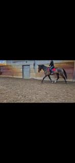 MET SPOED NIEUWE PLEK GEZOCHT VOOR LEERGIERIGE RUIN!, Animaux & Accessoires, Chevaux, Cheval de dressage, B, Hongre, Vermifugé