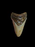 Grande dent de mégalodon Carcharodon de 3,62 po/9,21 cm., Enlèvement ou Envoi, Fossile