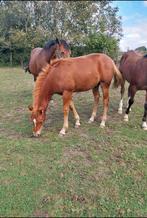 Knap veulen, Dieren en Toebehoren, Paarden