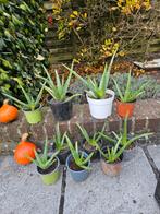 Mooie aloë vera plantjes, Ophalen