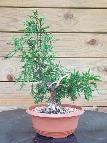 Pre-bonsai: Juniperus squamata – Jeneverbes – Genévrier beschikbaar voor biedingen