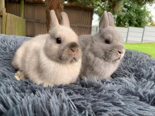 koppeltje kleurdwergjes, Dieren en Toebehoren, Konijnen, Dwerg, Meerdere dieren