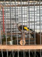 Putters parva 90e, Dieren en Toebehoren, Vogels | Overige Vogels
