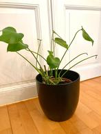 Monstera + cache pot 26cm de haut et 26cm de diamètre, Ophalen of Verzenden