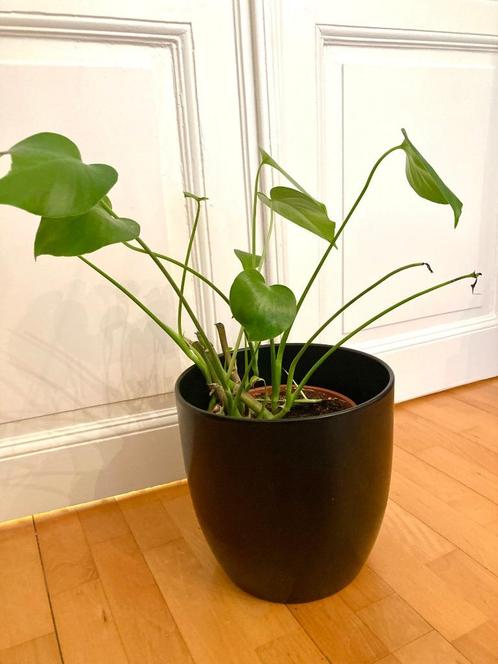 Monstera + cache pot 26cm de haut et 26cm de diamètre, Huis en Inrichting, Kamerplanten, Ophalen of Verzenden