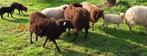 Ouessant ooi 2022, Vrouwelijk, Schaap, 3 tot 5 jaar