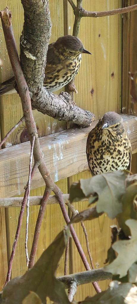Zanglijsters onverwante koppels 2025, Dieren en Toebehoren, Vogels | Overige Vogels, Geringd