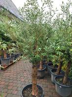 Olijfbomen 30 jaar oud voor 95 €, Jardin & Terrasse, Plantes | Arbres, En pot, Olivier, Plein soleil, Printemps